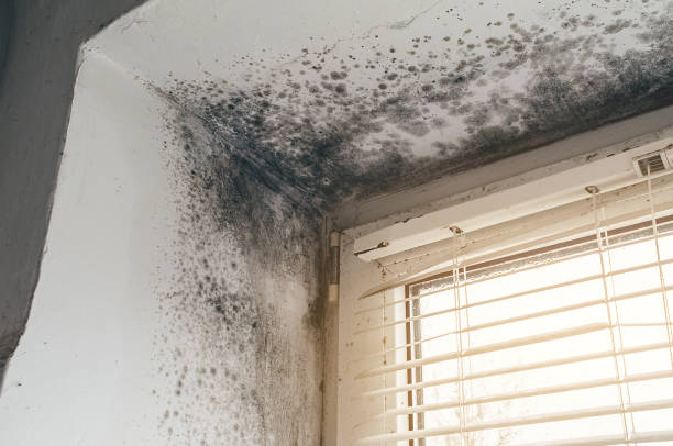 Affordable Black Mold Remediation solutions in Darien, GA